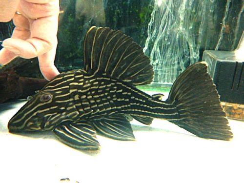 サンダーロイヤルプレコ