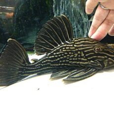 サンダーロイヤルプレコ約２４～２５ｃｍ　２０２６年３月１５日入荷