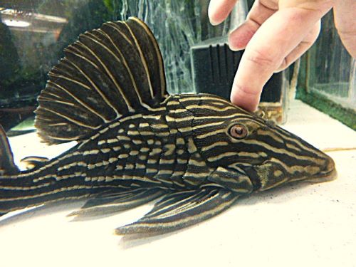 サンダーロイヤルプレコ