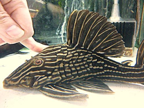 サンダーロイヤルプレコ