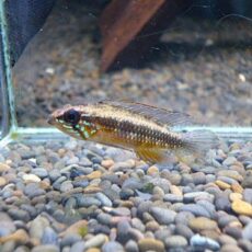 アピスト　エリザベサエ　リオネグロ　ペア　２０２６年２月２８日入荷