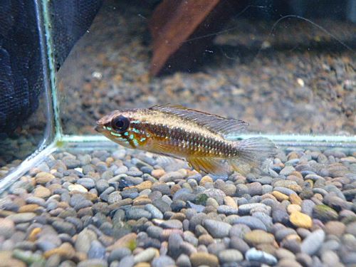 アピスト　エリザベサエ　リオネグロ　ペア　２０２６年２月２８日入荷