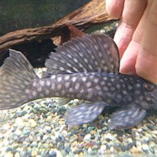 ロイヤルスポットグローボ①　２０２６年２月２８日入荷