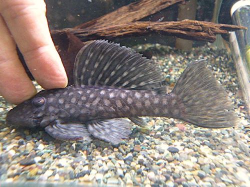 ロイヤルスポットグローボ