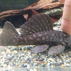 ロイヤルスポットグローボ②　２０２６年２月２８日入荷