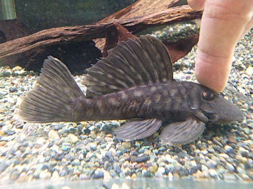 ロイヤルスポットグローボ②　２０２６年２月２８日入荷