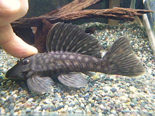 ロイヤルスポットグローボ