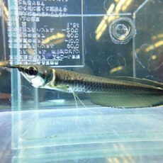 ブラックアロワナ③　２０２６年２月１２日入荷