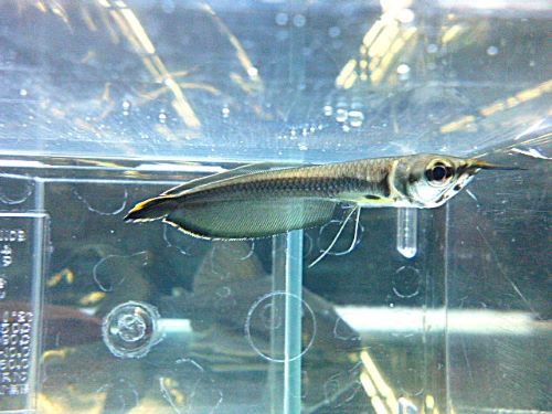 ブラックアロワナ