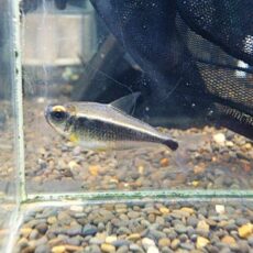 カイアポーテトラ　　２０２５年１２月２８日入荷