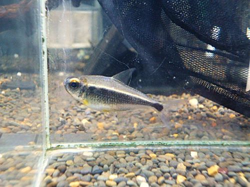 カイアポーテトラ　　２０２５年１２月２８日入荷