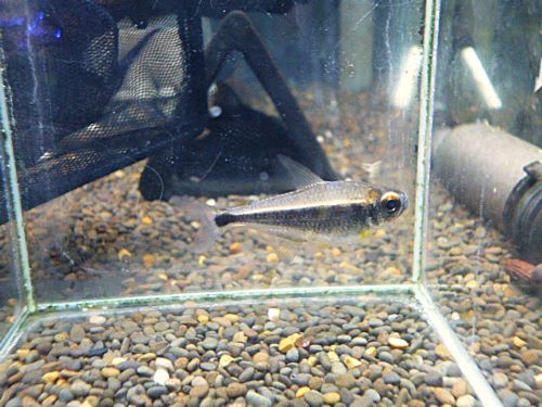 カイアポーテトラ