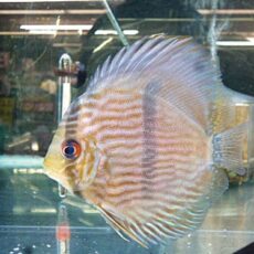 ＷＩＬＤノボアイロン　ヘッケルディスカス　２０２６年３月１５日入荷