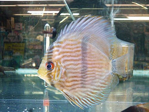 ＷＩＬＤノボアイロン　ヘッケルディスカス　２０２６年３月１５日入荷