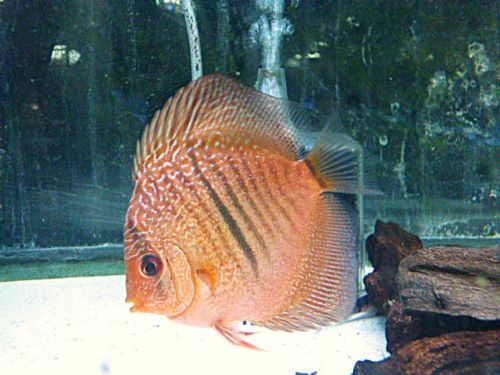 レオパードスネークスキン・ディスカス