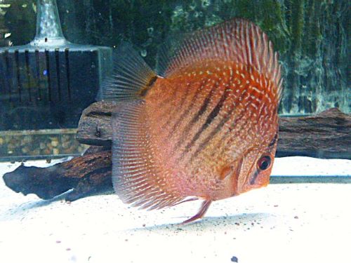 レオパードスネークスキン・ディスカス