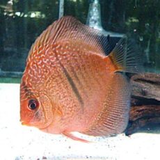 レオパードスネークスキンディスカス②　２０２６年３月３日入荷