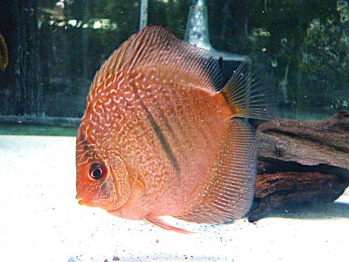 レオパードスネークスキンディスカス② 2026年3月3日入荷 レオパードスネークスキン・ディスカス