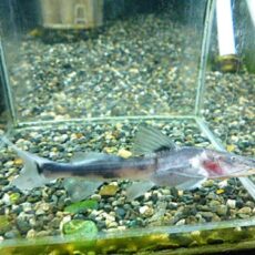 ゼブラキャット　　２０２６年３月７日入荷