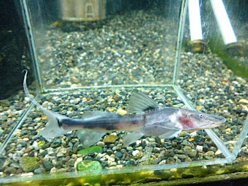 ゼブラキャット　　２０２６年３月７日入荷