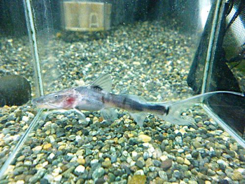 ゼブラキャット