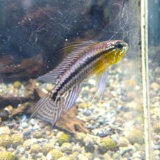 アピスト　ビタエニアータ　ペア　　２０２６年３月１９日入荷