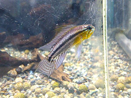 アピスト ビタエニアータ ペア 2026年3月19日入荷 ビタエニアータ