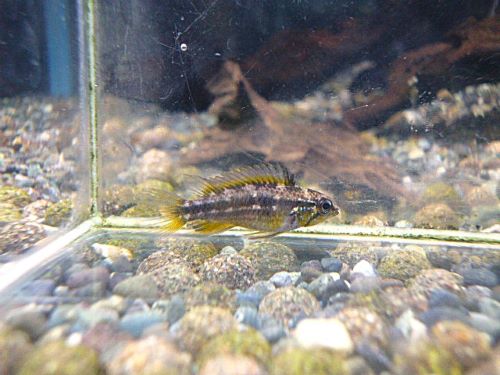 アピスト ビタエニアータ ペア 2026年3月19日入荷 ビタエニアータ