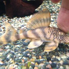 ネットワークタイガープレコ②　２０２６年３月１５日入荷