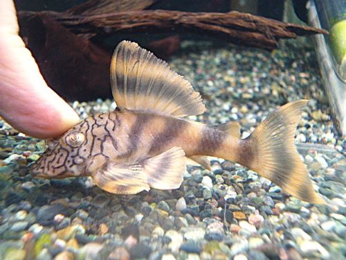 ネットワークタイガープレコ