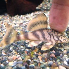 ネットワークタイガープレコ①　２０２６年３月１５日入荷