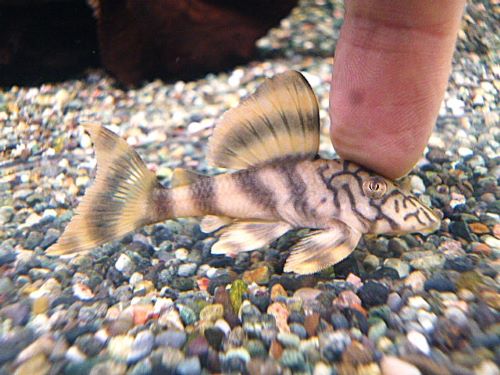 ネットワークタイガープレコ①　２０２６年３月１５日入荷