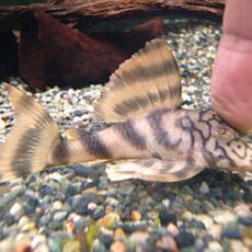 ネットワークタイガープレコ③　２０２６年３月１５日入荷