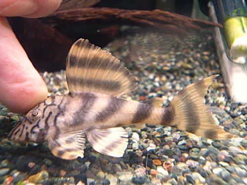 ネットワークタイガープレコ