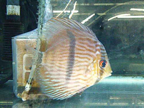 ヘッケル・ディスカス