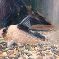 コリドラス　イミテーター　２０２６年３月７日入荷