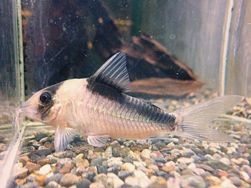 コリドラス　イミテーター　２０２６年３月７日入荷