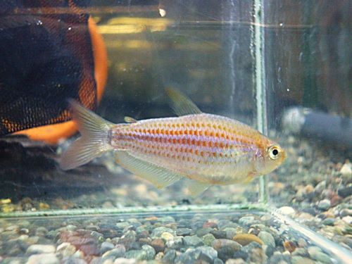 インパイクティス　パラウアピランガ