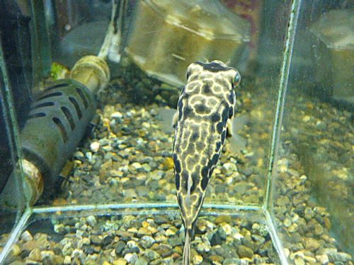 テトラオドン　ムブ