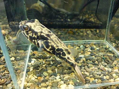 テトラオドン　ムブ