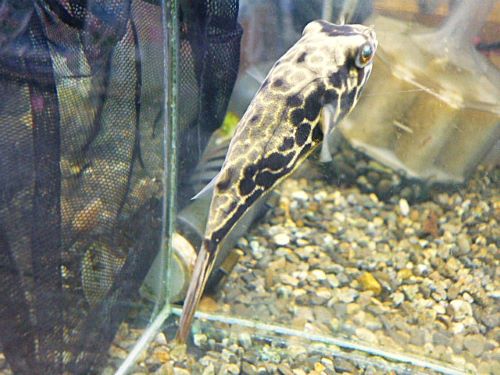 テトラオドン　ムブ