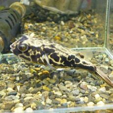 テトラオドン　ムブ　②　２０２６年２月２６日入荷