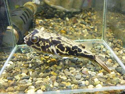 テトラオドン　ムブ　②　２０２６年２月２６日入荷