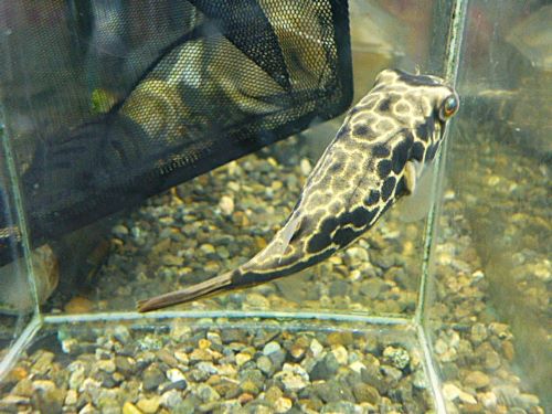 テトラオドン　ムブ