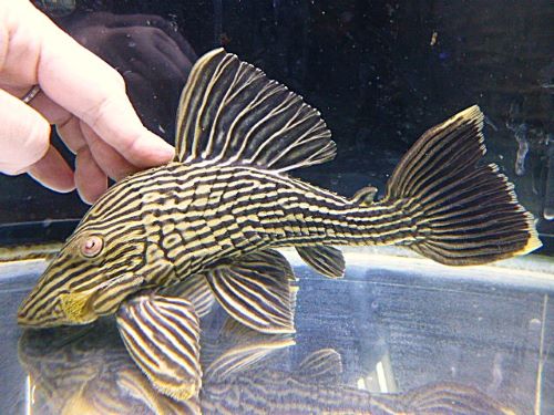 ゴールデンロイヤルプレコ