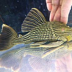 ゴールデンロイヤルプレコ①　２０２６年３月１５日入荷