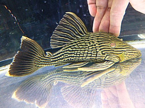 ゴールデンロイヤルプレコ①　２０２６年３月１５日入荷