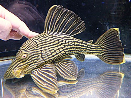 ゴールデンロイヤルプレコ