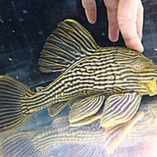 ゴールデンロイヤルプレコ　②　２０２６年３月１５日入荷