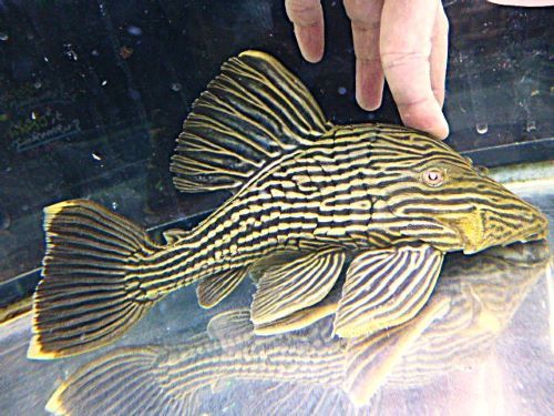 ゴールデンロイヤルプレコ　②　２０２６年３月１５日入荷